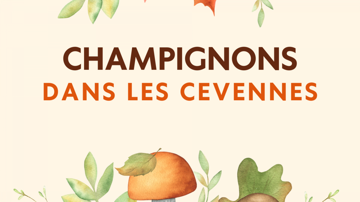 Cueillette de champignons à l'automne dans les Cévennes